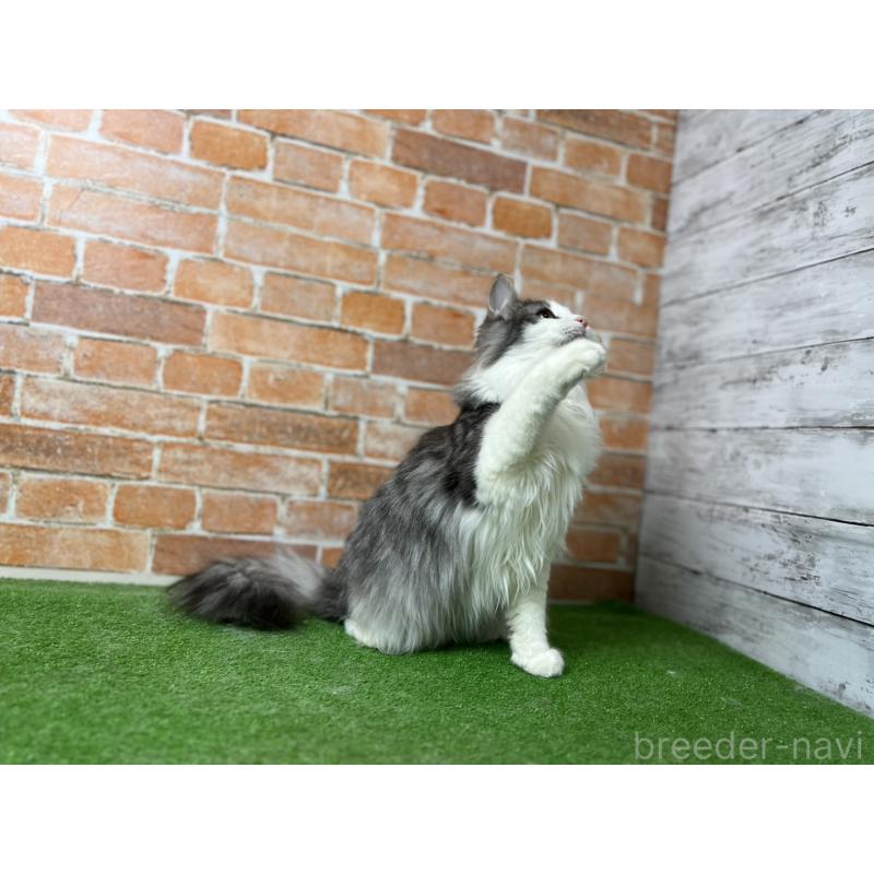 販売中の愛知県のノルウェージャンフォレストキャット-116478の17枚目