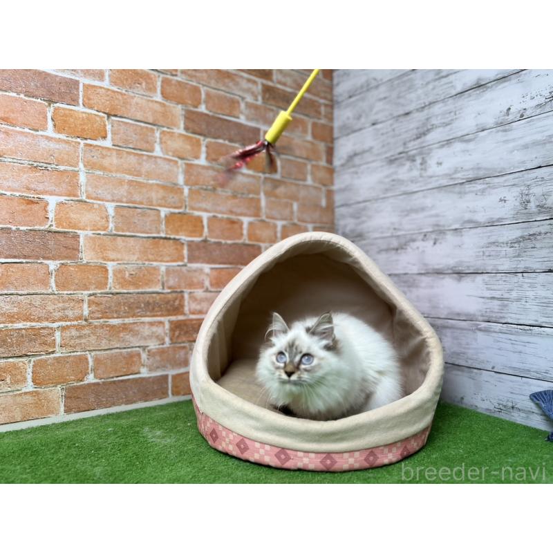 販売中の愛知県のサイベリアン-132645の5枚目