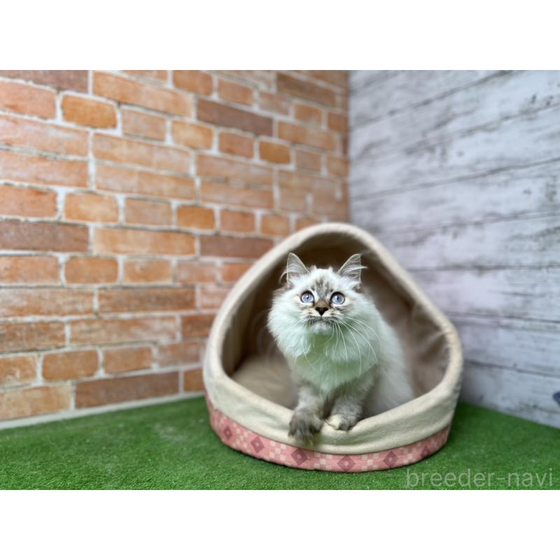 販売中の愛知県のサイベリアン-132645の4枚目