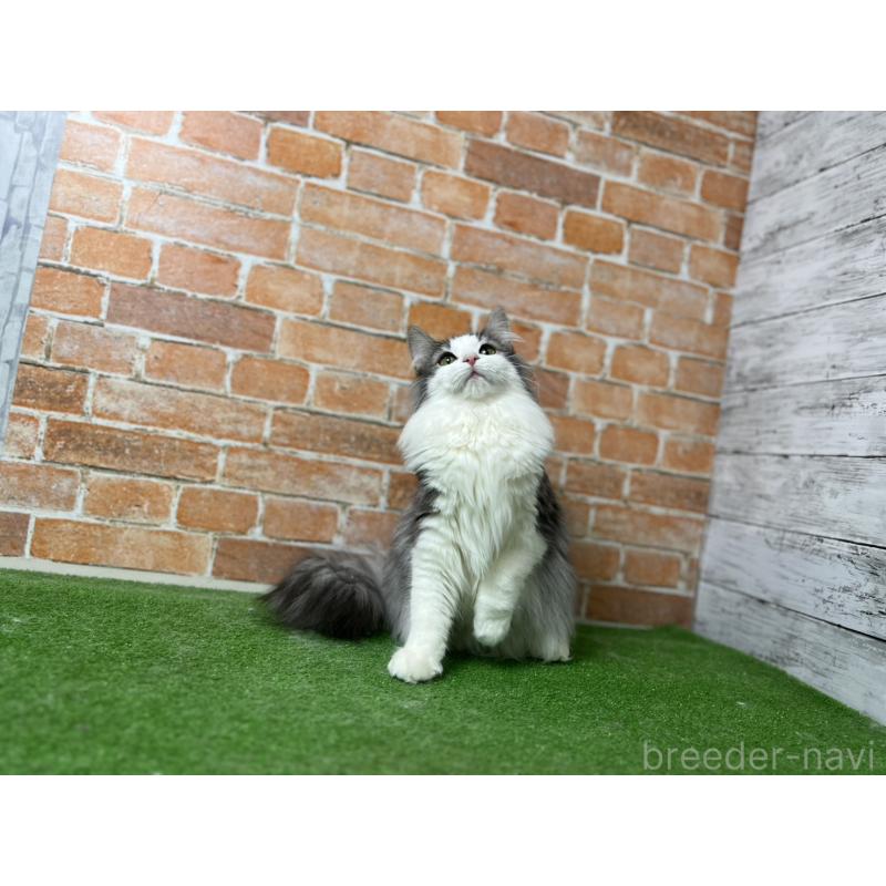 販売中の愛知県のノルウェージャンフォレストキャット-116478の15枚目