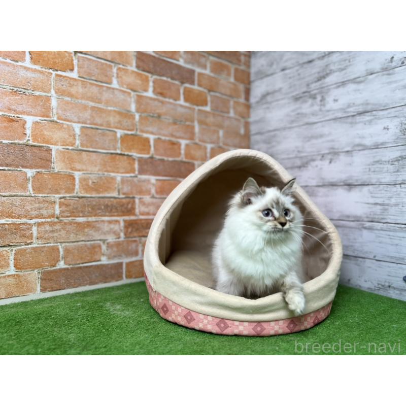 販売中の愛知県のサイベリアン-132645の3枚目