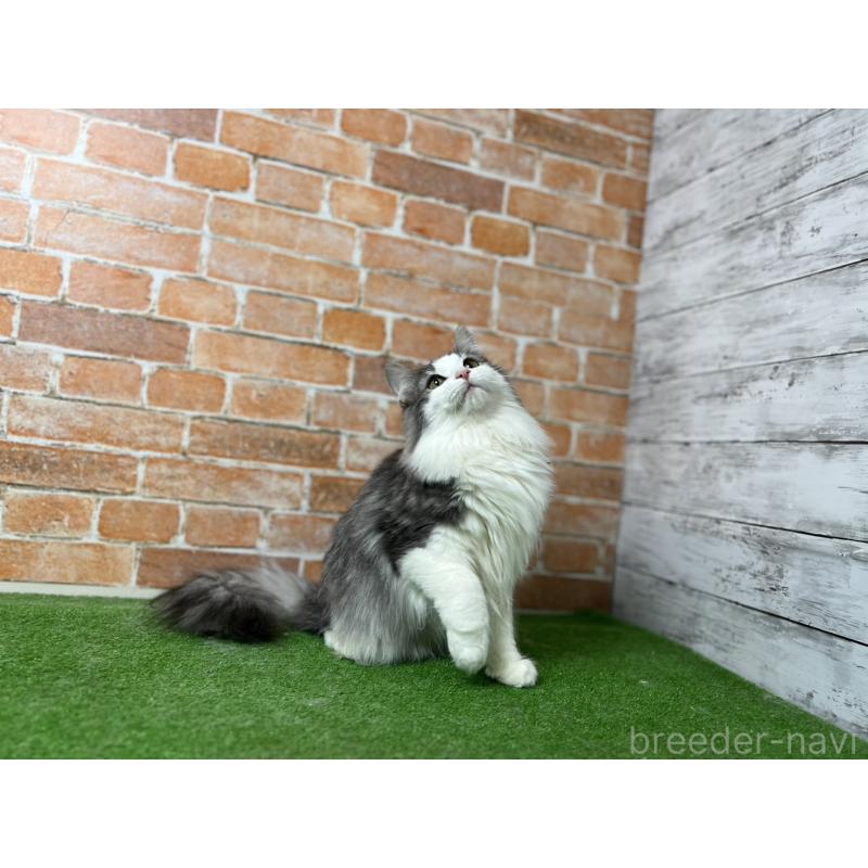 販売中の愛知県のノルウェージャンフォレストキャット-116478の14枚目