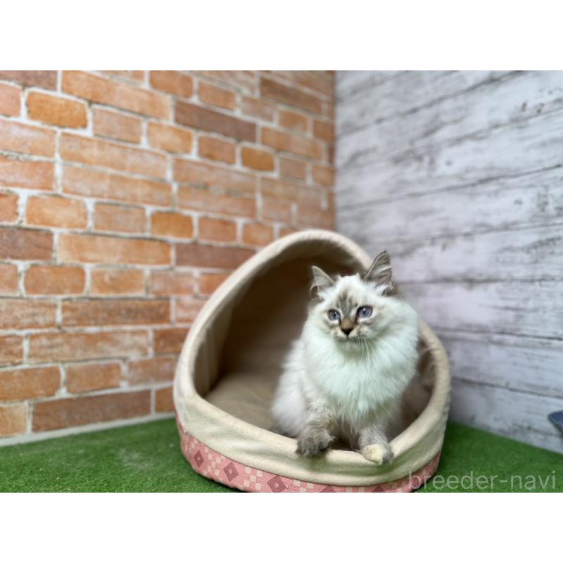 販売中の愛知県のサイベリアン-132645の2枚目