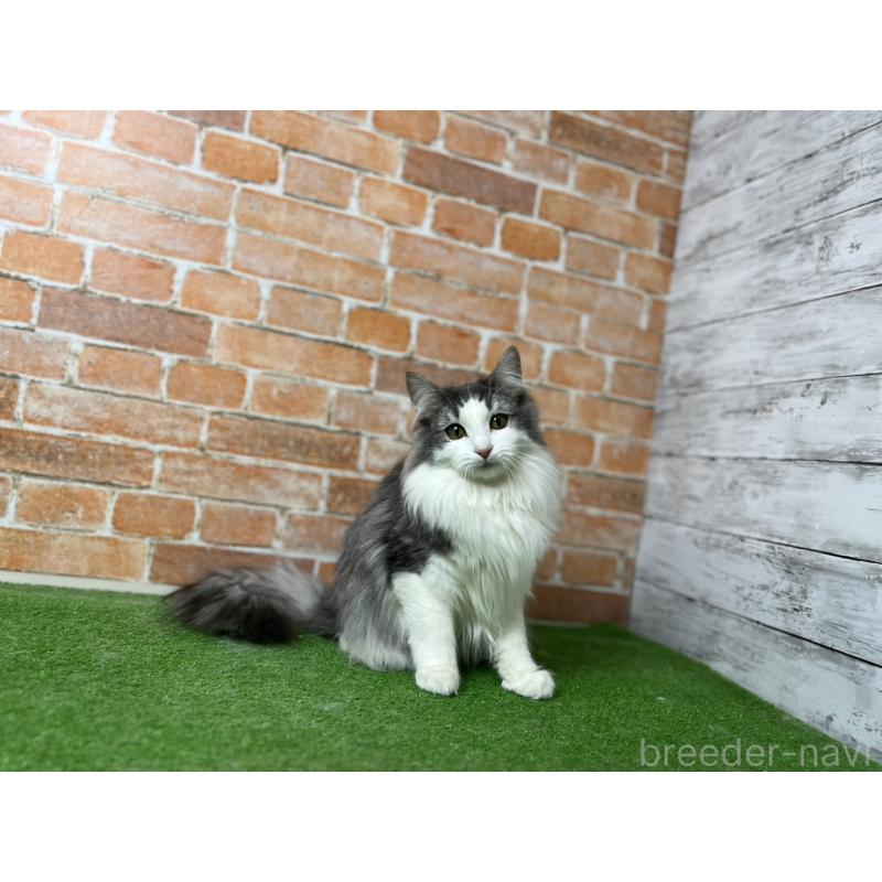 販売中の愛知県のノルウェージャンフォレストキャット-116478の13枚目