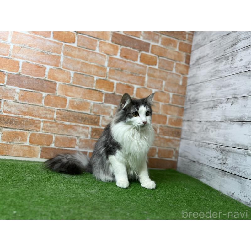 販売中の愛知県のノルウェージャンフォレストキャット-116478の12枚目