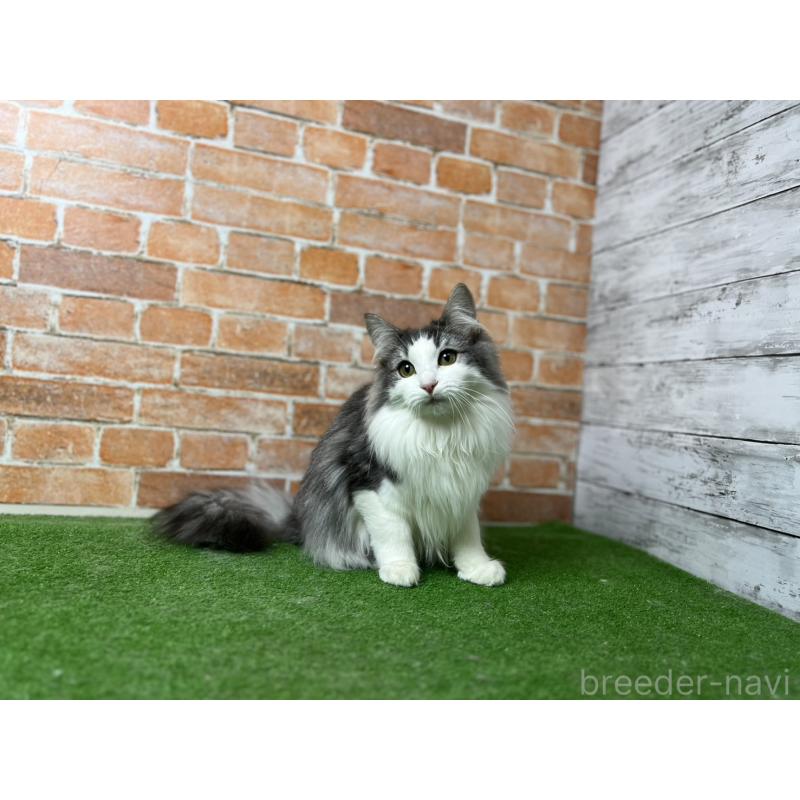 販売中の愛知県のノルウェージャンフォレストキャット-116478の11枚目