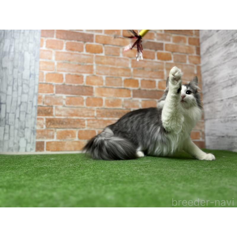 販売中の愛知県のノルウェージャンフォレストキャット-116478の9枚目