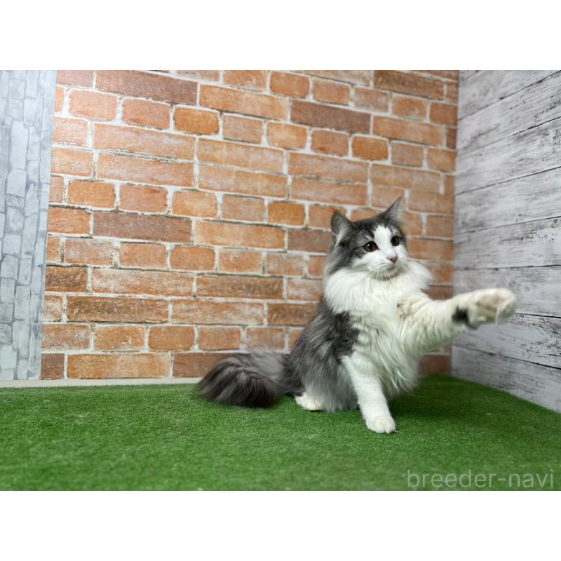 販売中の愛知県のノルウェージャンフォレストキャット-116478の8枚目