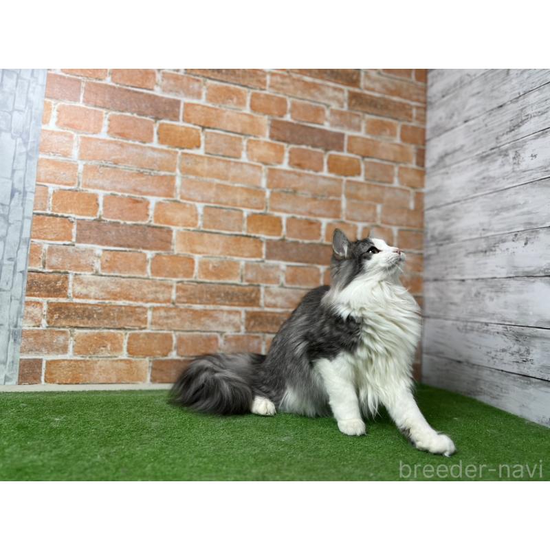 販売中の愛知県のノルウェージャンフォレストキャット-116478の7枚目
