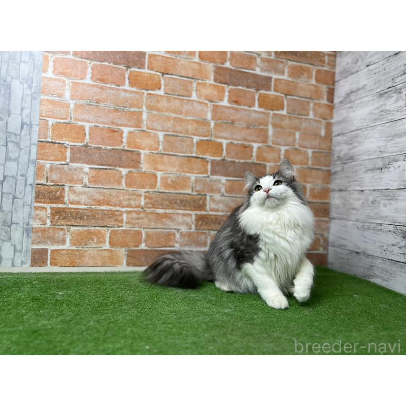 販売中の愛知県のノルウェージャンフォレストキャット-116478の6枚目