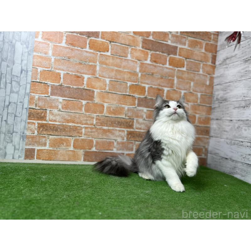 販売中の愛知県のノルウェージャンフォレストキャット-116478の5枚目