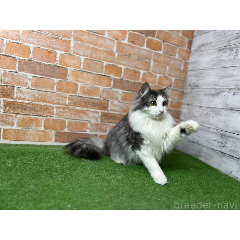 販売中の愛知県のノルウェージャンフォレストキャット-116478の4枚目