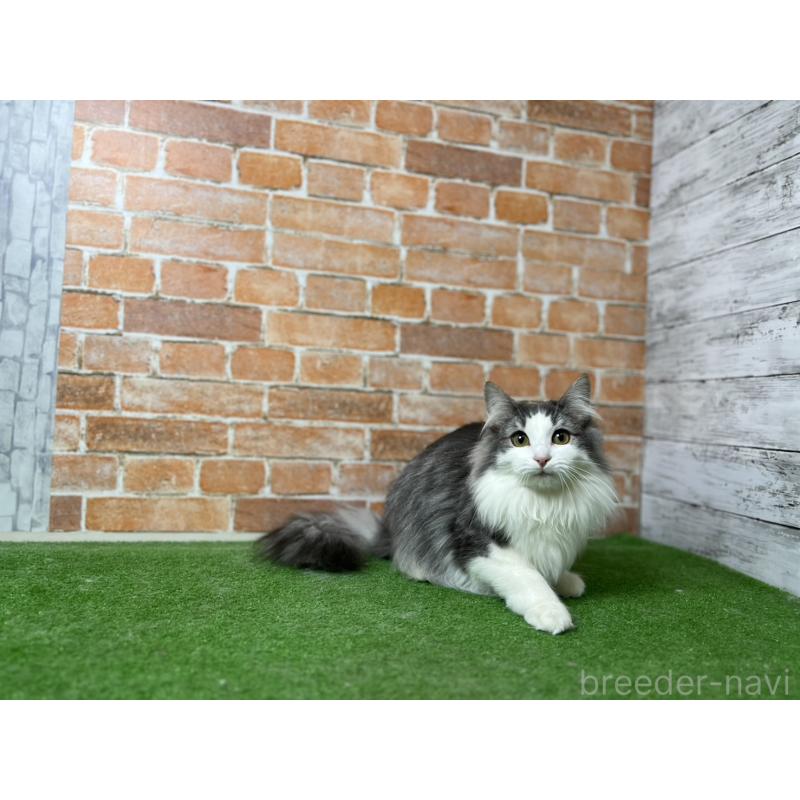 販売中の愛知県のノルウェージャンフォレストキャット-116478の3枚目