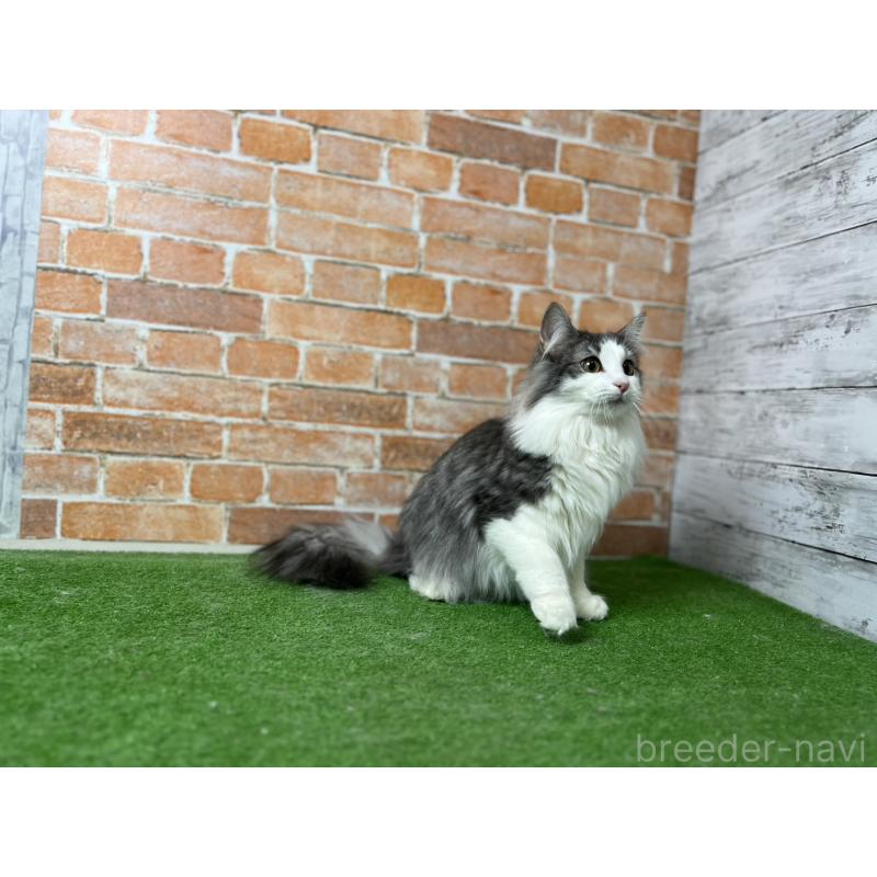 販売中の愛知県のノルウェージャンフォレストキャット-116478の2枚目