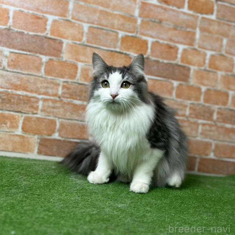 販売中の愛知県のノルウェージャンフォレストキャット-116478の1枚目