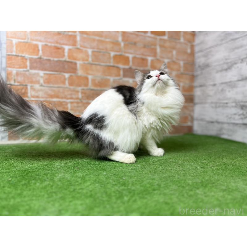 販売中の愛知県のノルウェージャンフォレストキャット-116474の13枚目