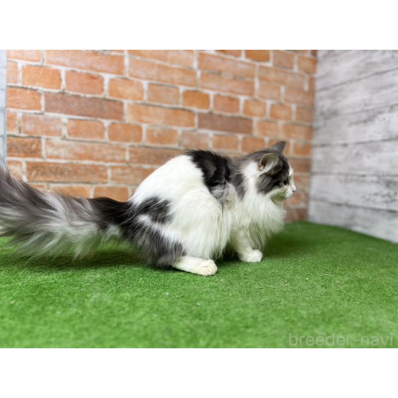 販売中の愛知県のノルウェージャンフォレストキャット-116474の12枚目