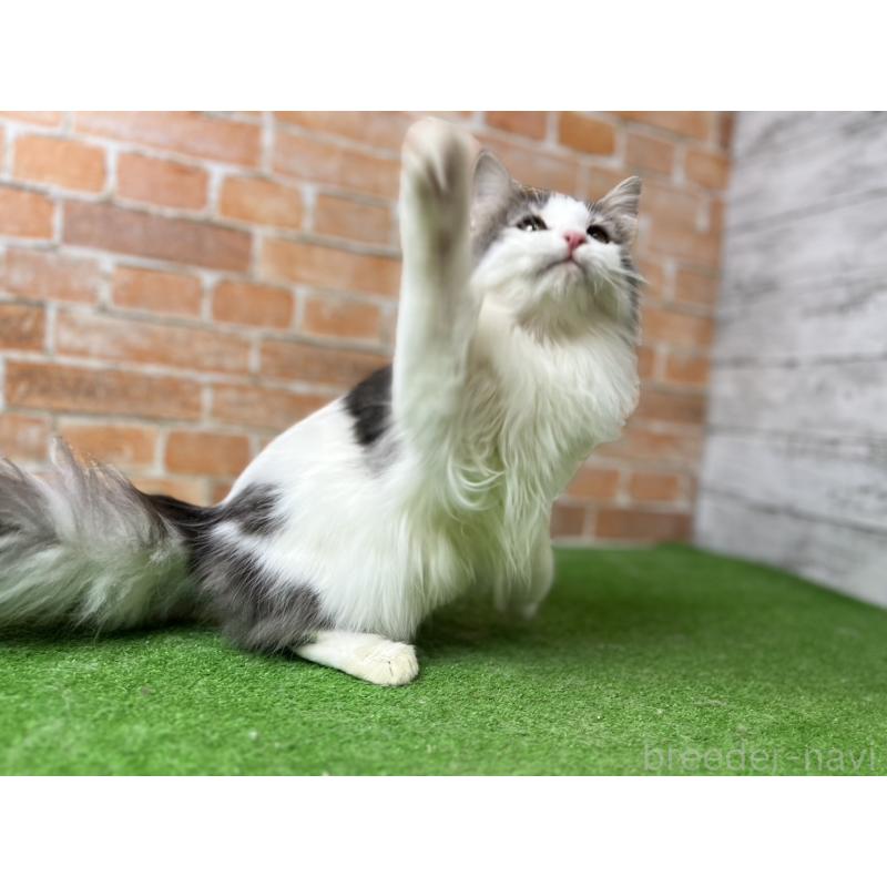 販売中の愛知県のノルウェージャンフォレストキャット-116474の11枚目