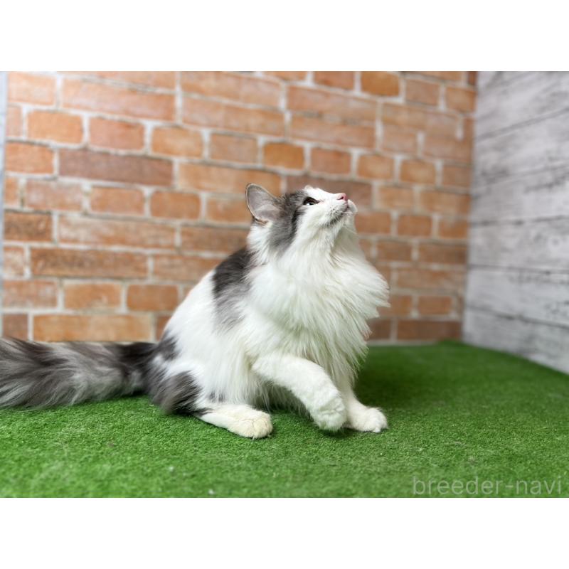 販売中の愛知県のノルウェージャンフォレストキャット-116474の10枚目