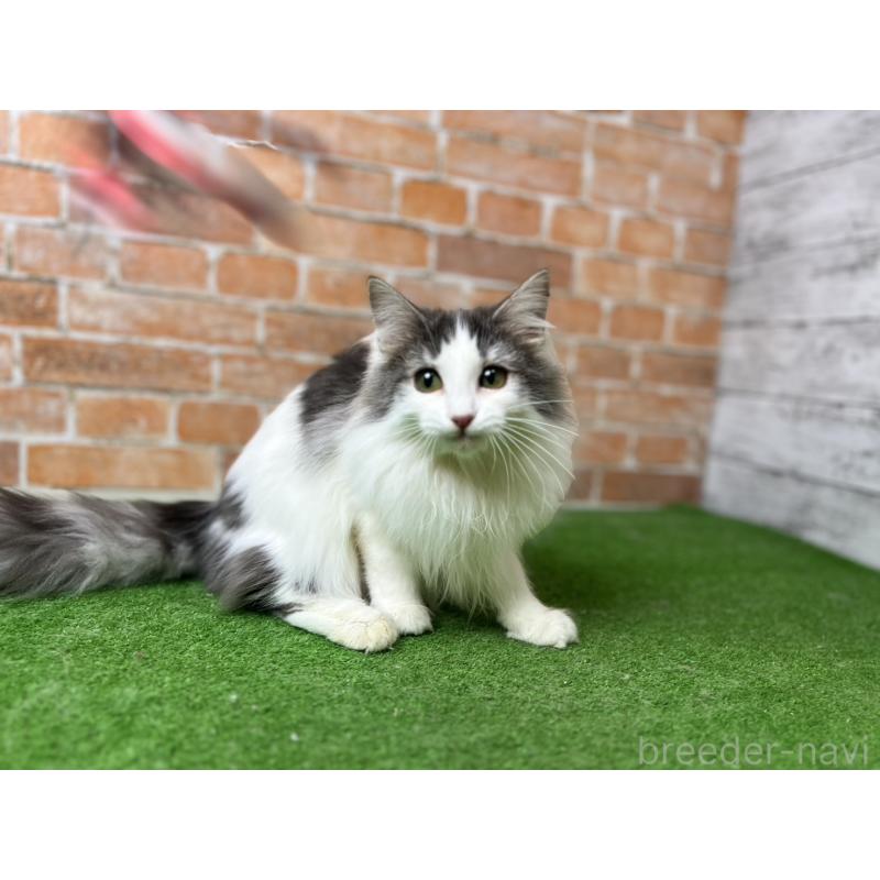 販売中の愛知県のノルウェージャンフォレストキャット-116474の9枚目