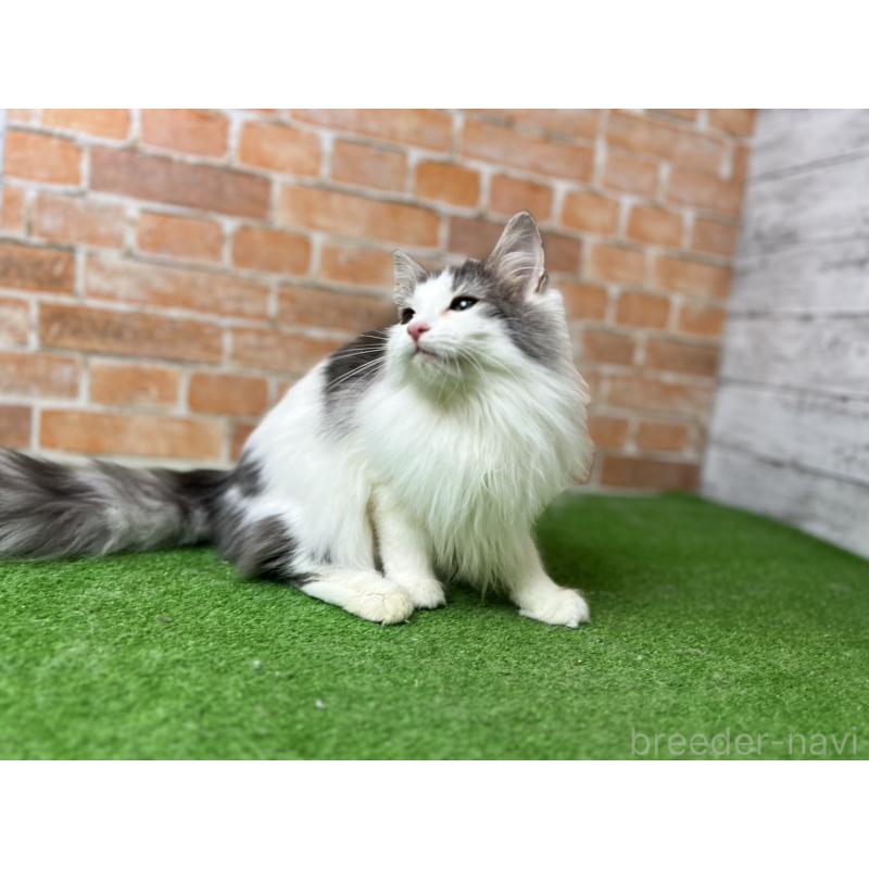 販売中の愛知県のノルウェージャンフォレストキャット-116474の8枚目