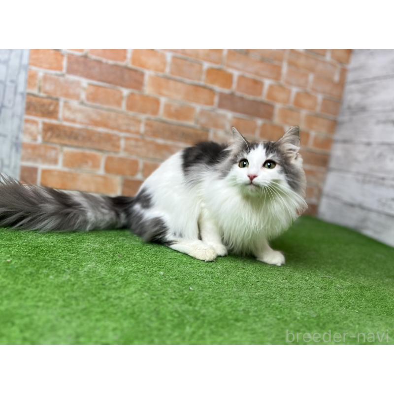 販売中の愛知県のノルウェージャンフォレストキャット-116474の7枚目