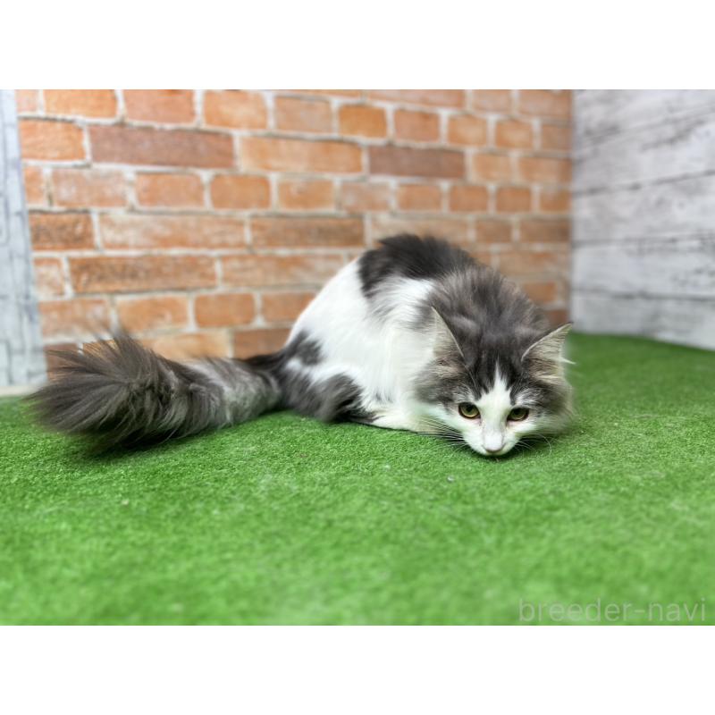 販売中の愛知県のノルウェージャンフォレストキャット-116474の6枚目