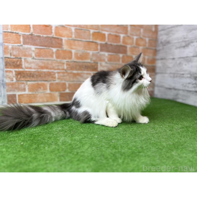 販売中の愛知県のノルウェージャンフォレストキャット-116474の5枚目