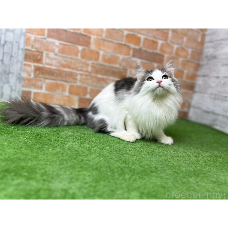 販売中の愛知県のノルウェージャンフォレストキャット-116474の4枚目