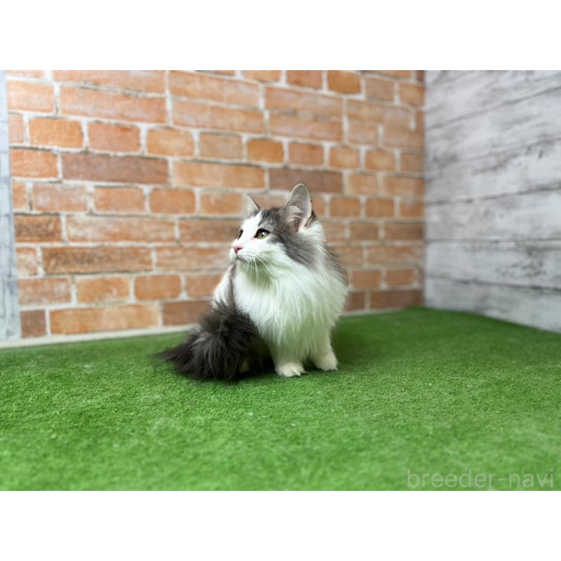 販売中の愛知県のノルウェージャンフォレストキャット-116474の3枚目