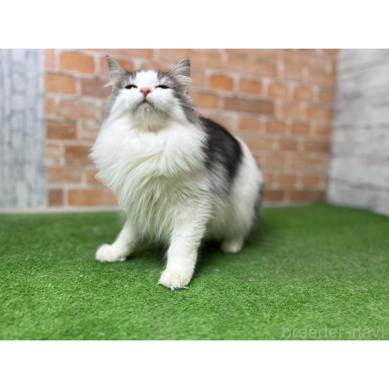 販売中の愛知県のノルウェージャンフォレストキャット-116474の2枚目