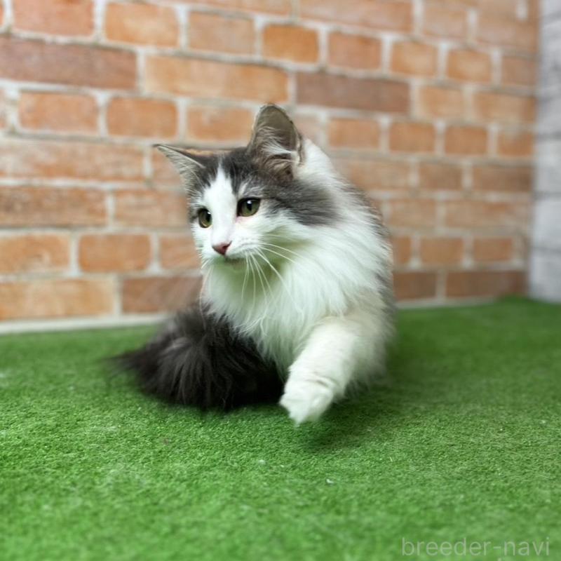 販売中の愛知県のノルウェージャンフォレストキャット-116474の1枚目