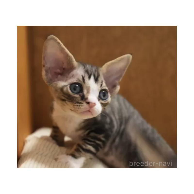 販売中の香川県のデボンレックス-132647の2枚目