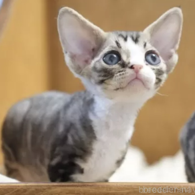 販売中の香川県のデボンレックス-132647の1枚目