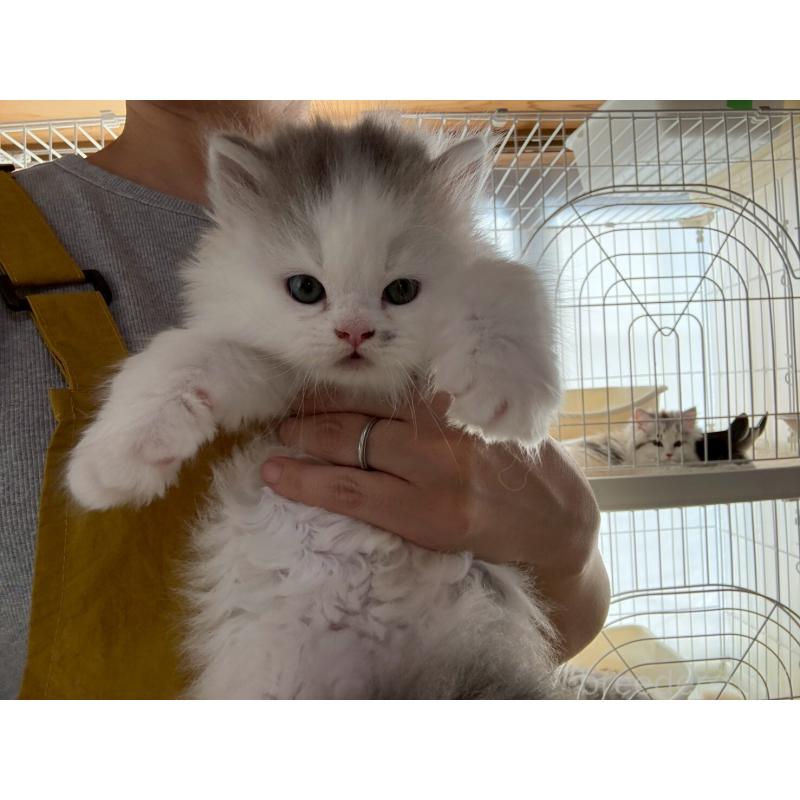 販売中の広島県のマンチカン-132648の25枚目