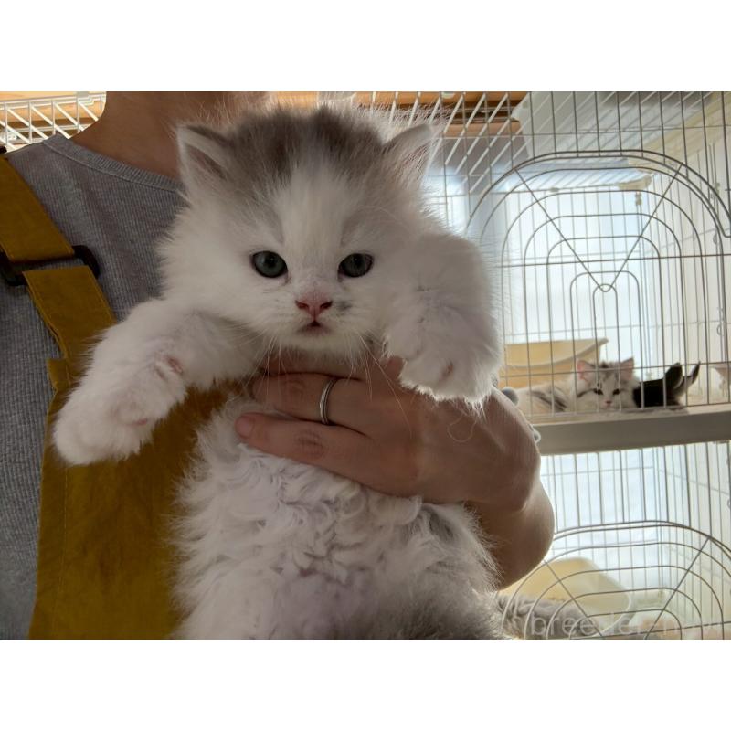 販売中の広島県のマンチカン-132648の24枚目