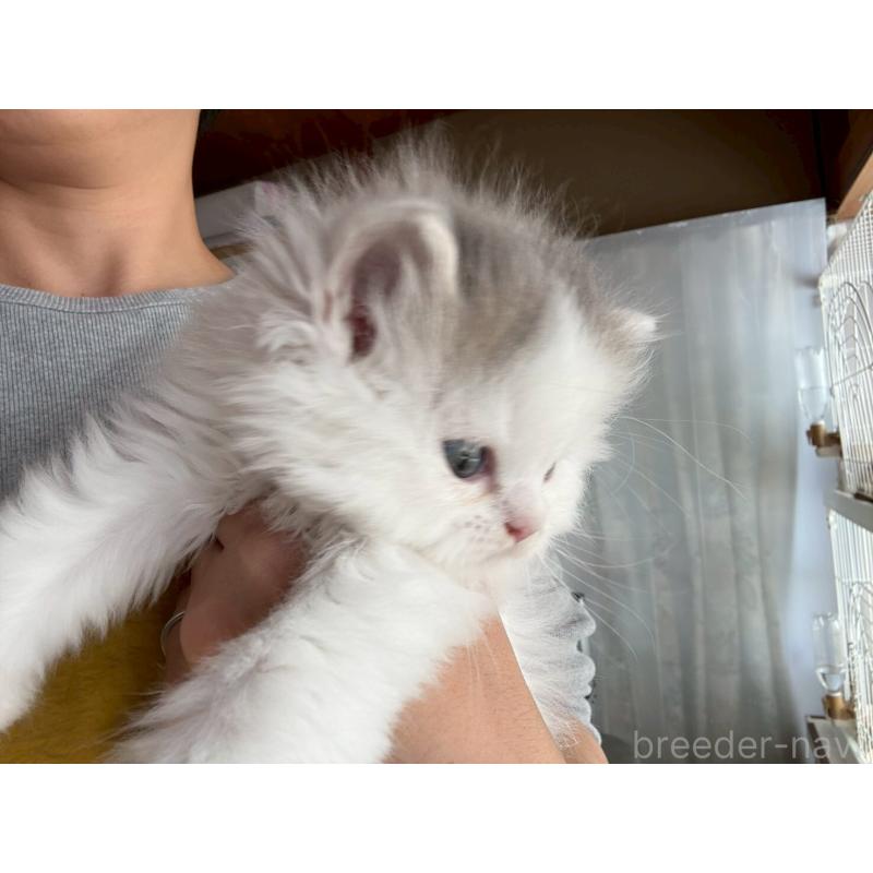 販売中の広島県のマンチカン-132648の23枚目