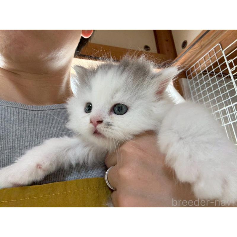 販売中の広島県のマンチカン-132648の22枚目