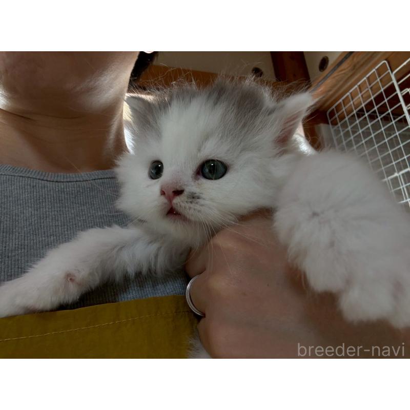 販売中の広島県のマンチカン-132648の21枚目