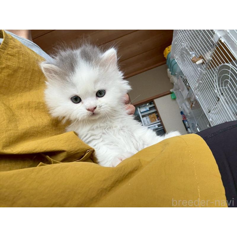 販売中の広島県のマンチカン-132648の20枚目