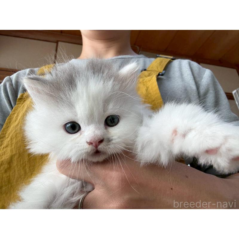 販売中の広島県のマンチカン-132648の19枚目