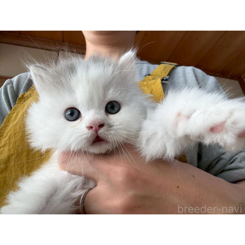 販売中の広島県のマンチカン-132648の18枚目