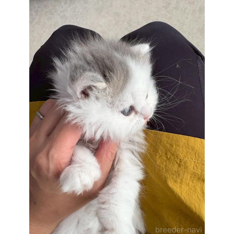 販売中の広島県のマンチカン-132648の17枚目