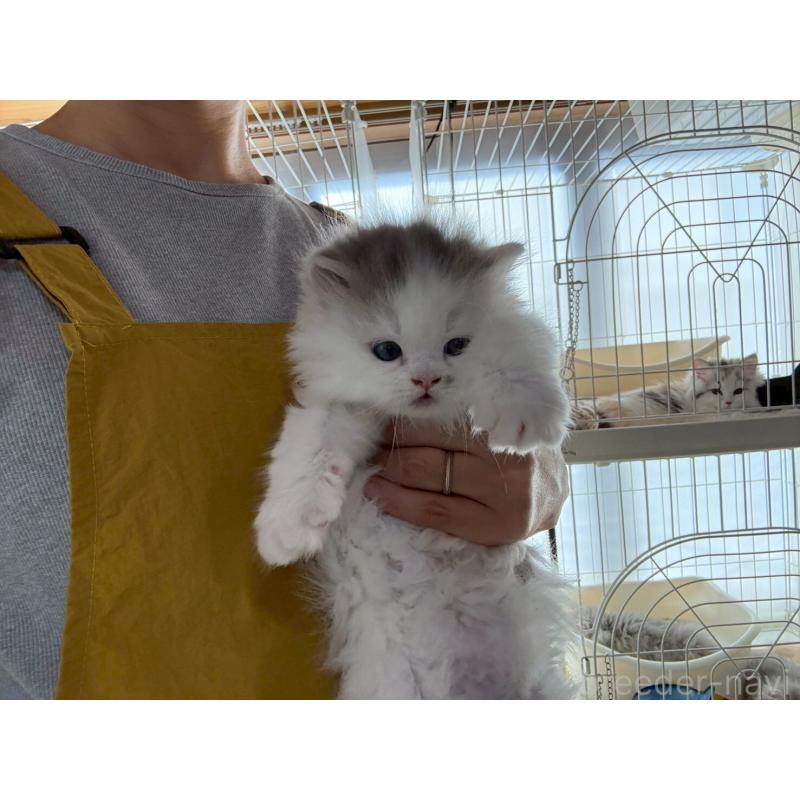 販売中の広島県のマンチカン-132648の16枚目