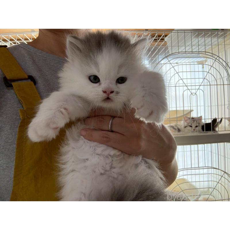 販売中の広島県のマンチカン-132648の15枚目