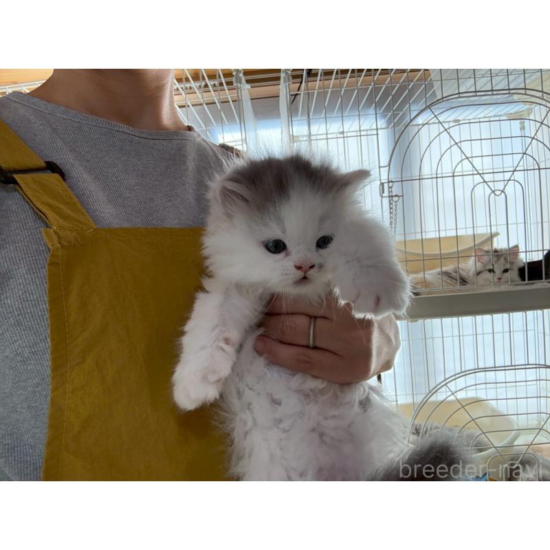 販売中の広島県のマンチカン-132648の14枚目