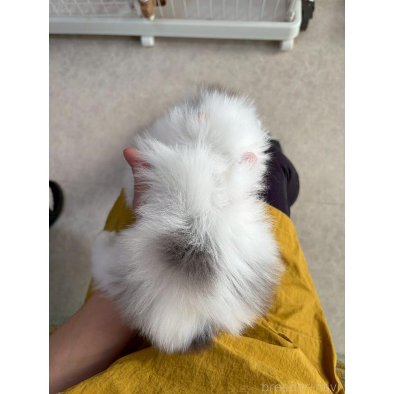 販売中の広島県のマンチカン-132648の13枚目