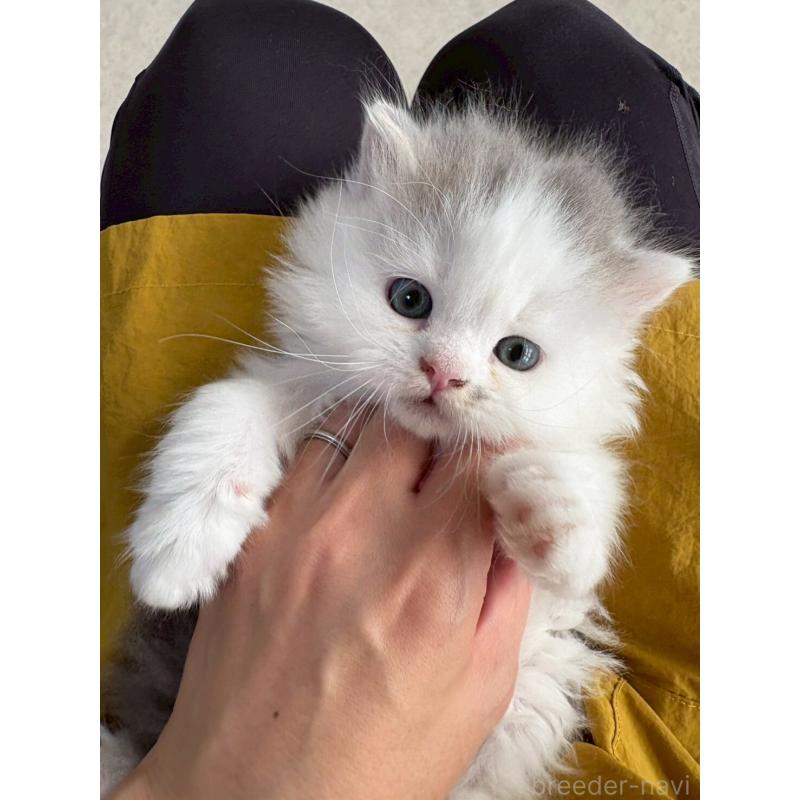 販売中の広島県のマンチカン-132648の12枚目