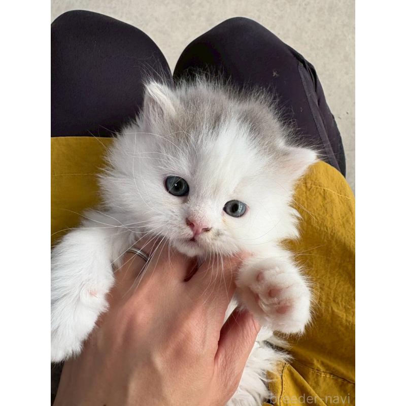 販売中の広島県のマンチカン-132648の11枚目