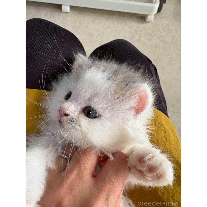 販売中の広島県のマンチカン-132648の10枚目